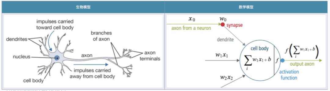 生物模型与数学模型